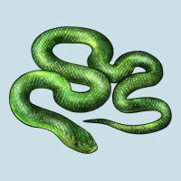 Boomslang Snake Ladies Tee | Teevron