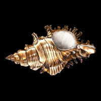 Murex Snail Ladies Tee | Teevron