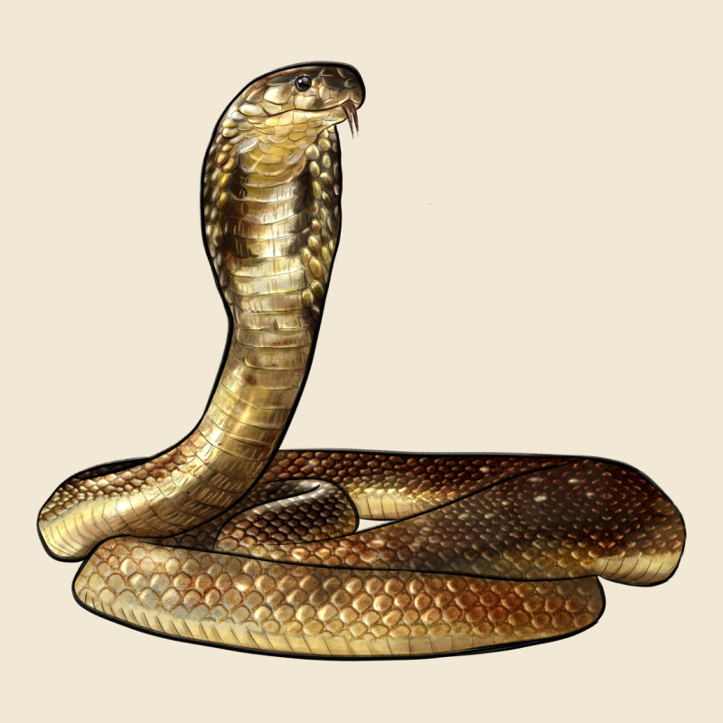 King Cobra Snake Ladies Tee by LillyAllenDesigns | Teevron