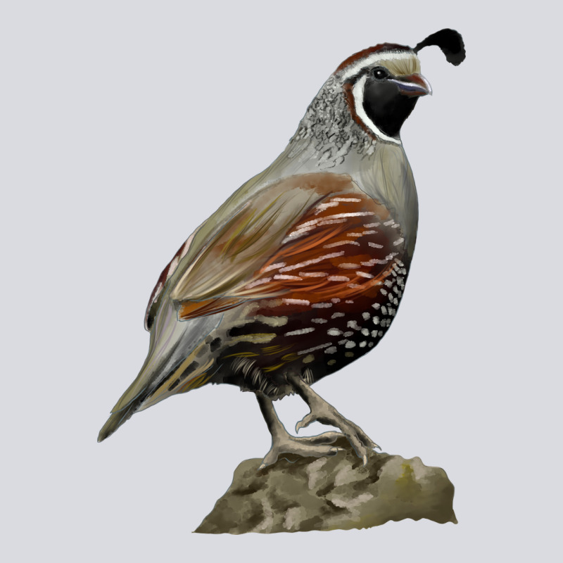 California Quail Bird Zipper Hoodie by RanaPortraitStore | Teevron
