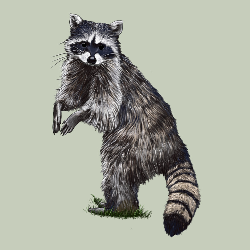 Raccoon Illustrations Ladies Tee by LillyAllenDesigns | Teevron