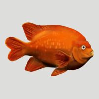 California Garibaldi Fish Zipper Hoodie | Teevron
