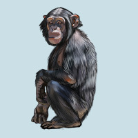 Chimpanzee Illustrations Ladies Tee | Teevron