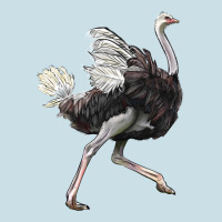 Ostrich Ladies Tee | Teevron