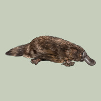 Platypus Ladies Tee | Teevron