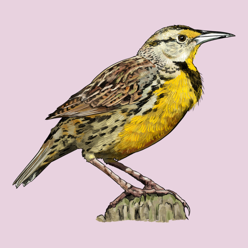 Western Meadowlark Ladies Tee by LillyAllenDesigns | Teevron