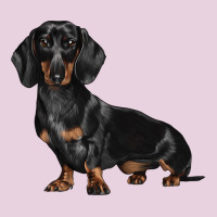 Dachshund Dog Illustrations Ladies Tee | Teevron