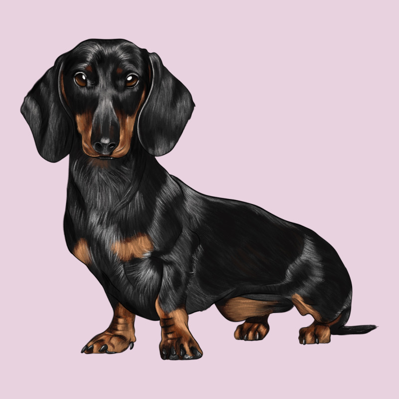 Dachshund Dog Illustrations Ladies Tee by LillyAllenDesigns | Teevron