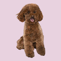 Poodles Dog Lllustrations Ladies Tee | Teevron