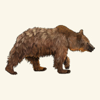 Bear Premium Hoodie | Teevron