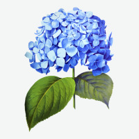 Blue  Hydrangea Urban Heavy Tee | Teevron