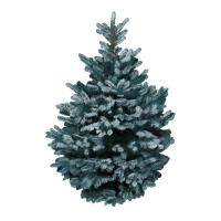 Colorado Blue Spruce | Teevron
