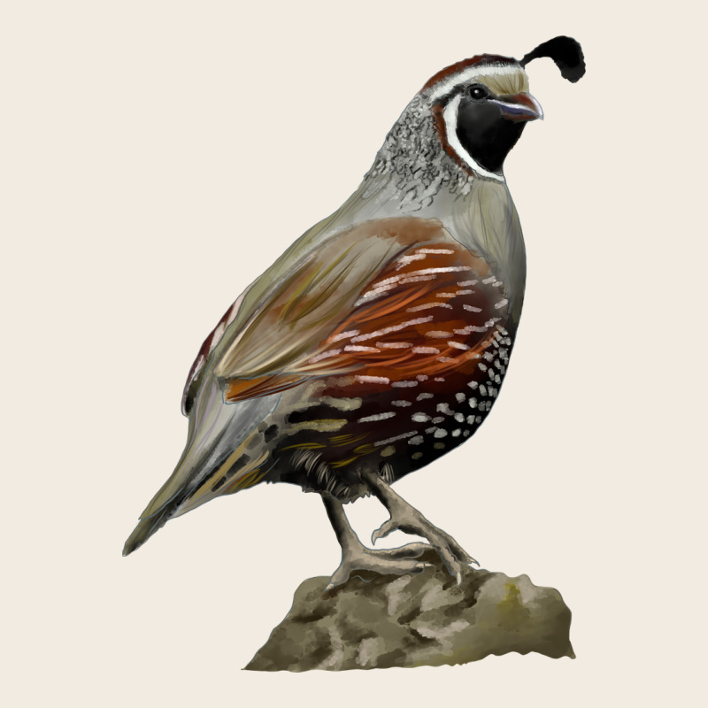 California Quail Bird Premium Sweatshirt by RanaPortraitStore | Teevron