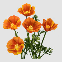 California Poppy Flower Premium Sweatshirt | Teevron