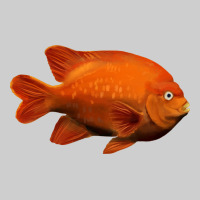 California Garibaldi Fish Premium Sweatshirt | Teevron