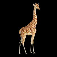 Giraffe Urban Heavy Tee | Teevron