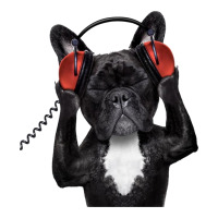 french bulldog dj style | Teevron