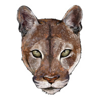 florida panther  face | Teevron
