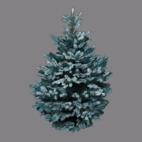 Colorado Blue Spruce Heavyweight Hoodie | Teevron