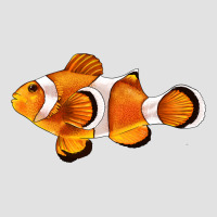 Clown Fish Side Premium Hoodie | Teevron