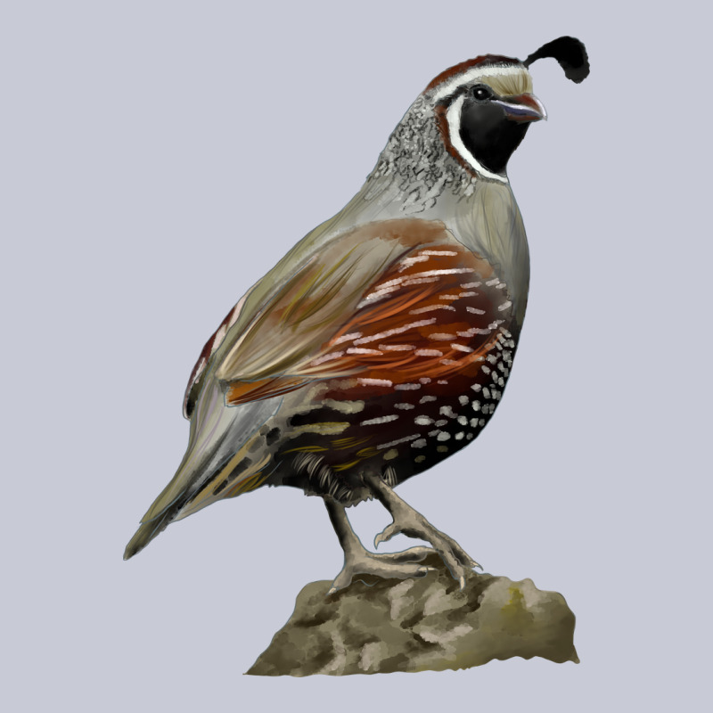 California Quail Bird Heavyweight Hoodie by RanaPortraitStore | Teevron