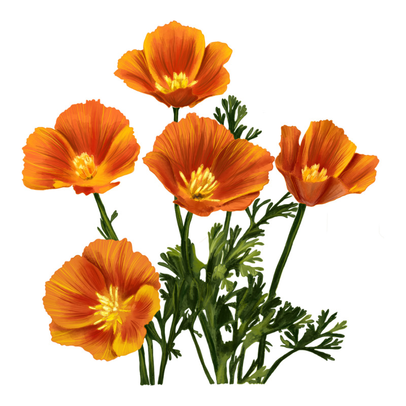 California Poppy Flower Heavyweight Hoodie by RanaPortraitStore | Teevron