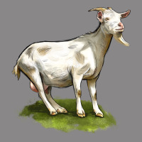 Cashmere Goat Vintage Tee | Teevron