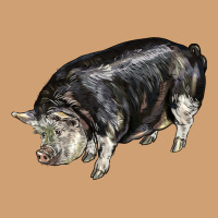 Poland China Pig Vintage Tee | Teevron