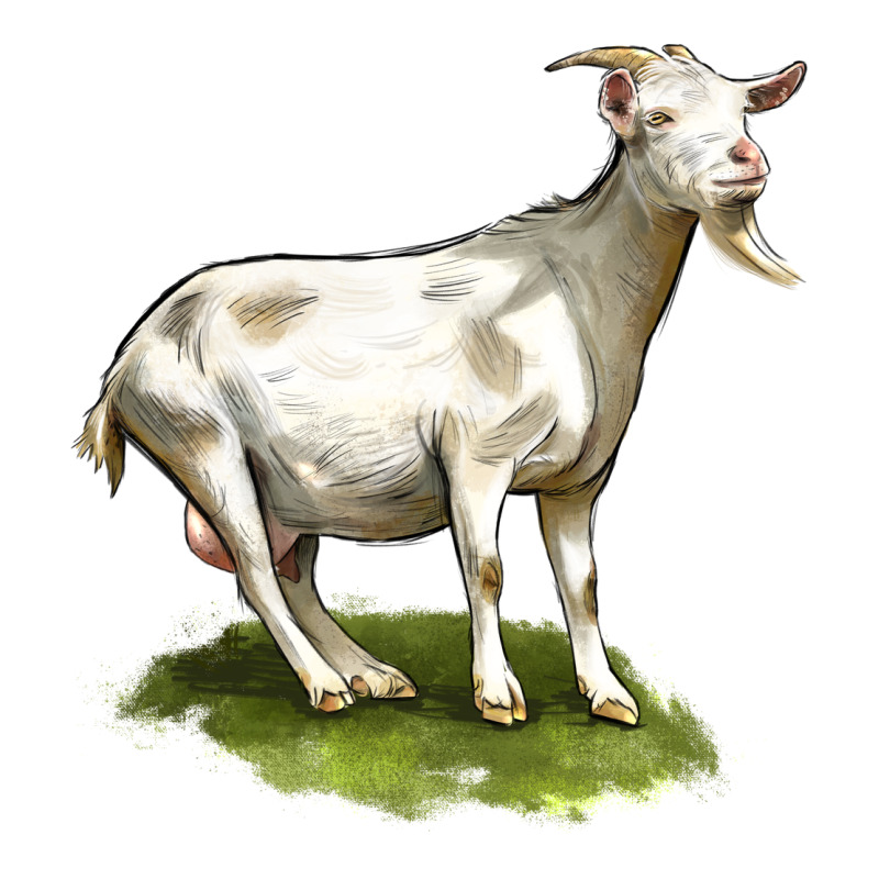 Cashmere Goat Ladies Tee by LillyAllenDesigns | Teevron