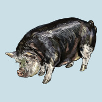 Poland China Pig Ladies Tee | Teevron
