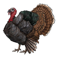 gobble | Teevron