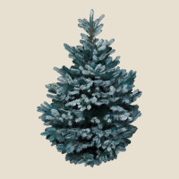 Colorado Blue Spruce Urban Hoodie | Teevron