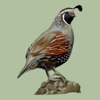 California Quail Bird Urban Hoodie | Teevron