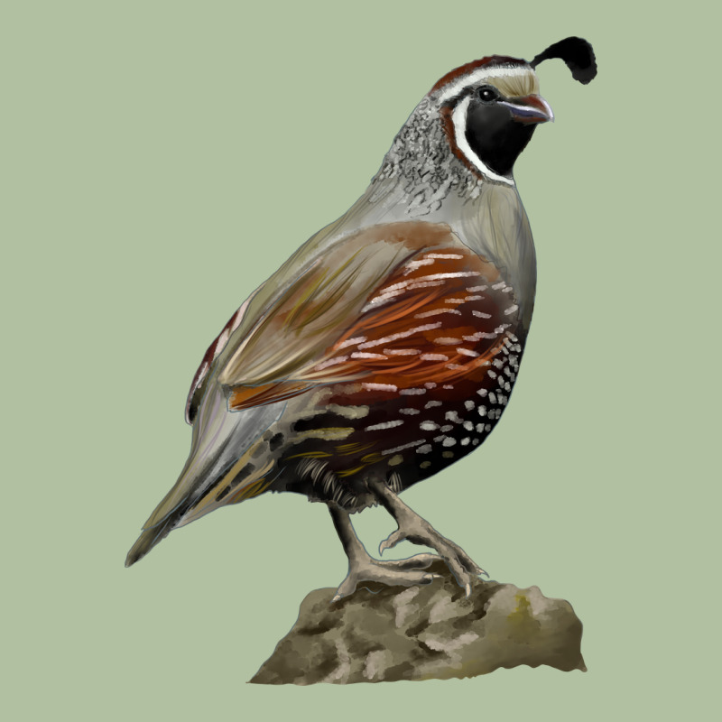 California Quail Bird Urban Hoodie by RanaPortraitStore | Teevron