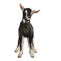 Hand Drawn Baby Alpine Goat | Teevron