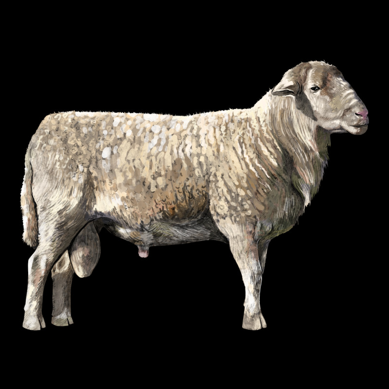 Katahdin Sheep Long Sleeve Tee by LillyAllenDesigns | Teevron