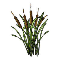 reeds | Teevron