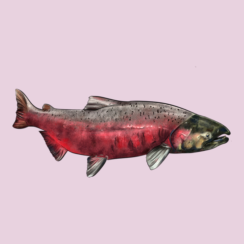 Chinook Salmon Fish Illustrations Ladies Tee by LillyAllenDesigns | Teevron