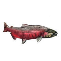 Chinook Salmon Fish Illustrations | Teevron