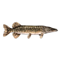 Northern Pike Fish Illustrations | Teevron