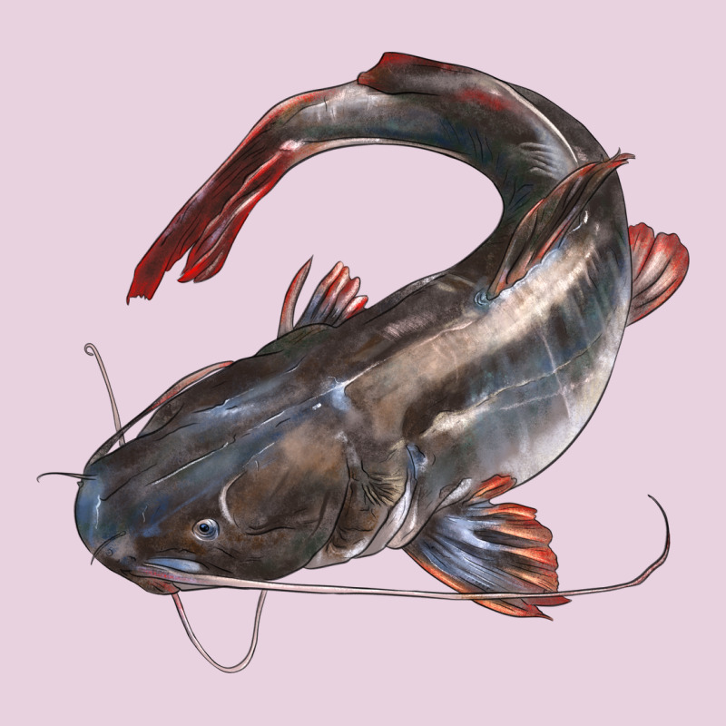 Catfish Illustrations Ladies Tee by LillyAllenDesigns | Teevron