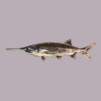 Paddlefish Illustrations, Vintage Tee | Teevron