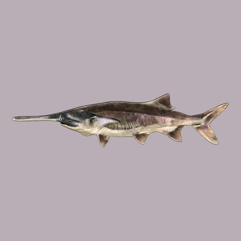 Paddlefish Illustrations, Vintage Tee by LillyAllenDesigns | Teevron