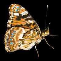 Painted Lady Butterfly Long Sleeve Tee | Teevron