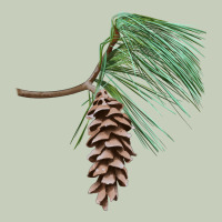 White Pine Cone Ladies Tee | Teevron