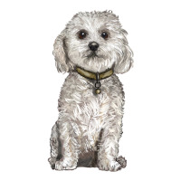 bichon frise dog | Teevron