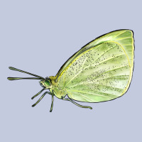 Cabbage White Butterfly Long Sleeve Tee | Teevron