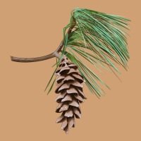 White Pine Cone Vintage Tee | Teevron