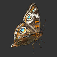 Flying Common Buckeye Butterfly | Teevron