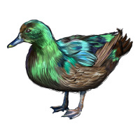 Cayuga Duck | Teevron